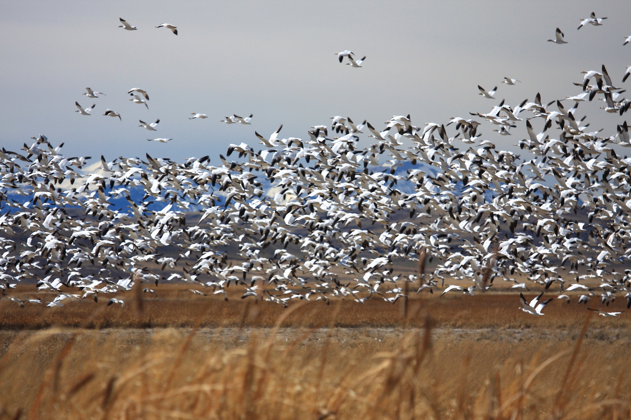 White Geese Over Montana Presentation